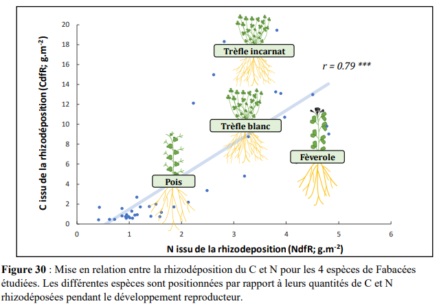 Une relation linéaire entre rhizodéposition de C et de N