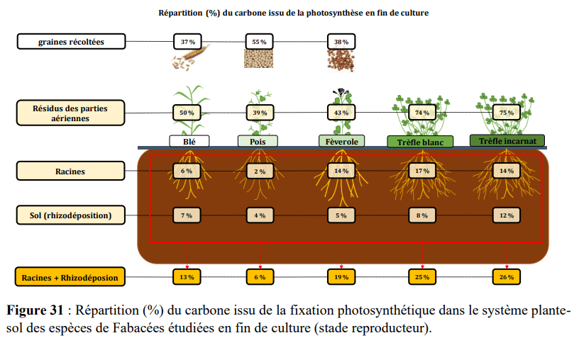 Une rhizodéposition plus forte pour les fabacées prairiales