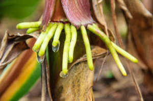 rhizodéposition