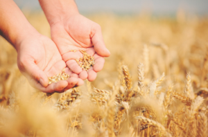 grains blé