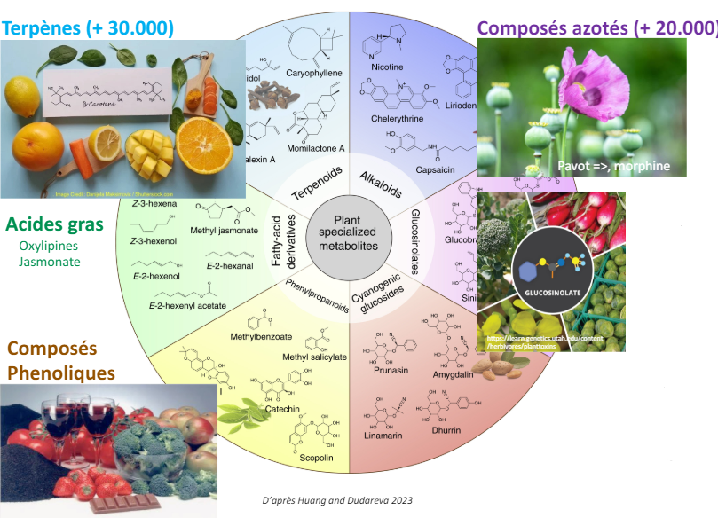 Quatre grandes classes de métabolites spécialisés des plantes