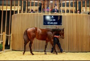 Vente des chevaux en France