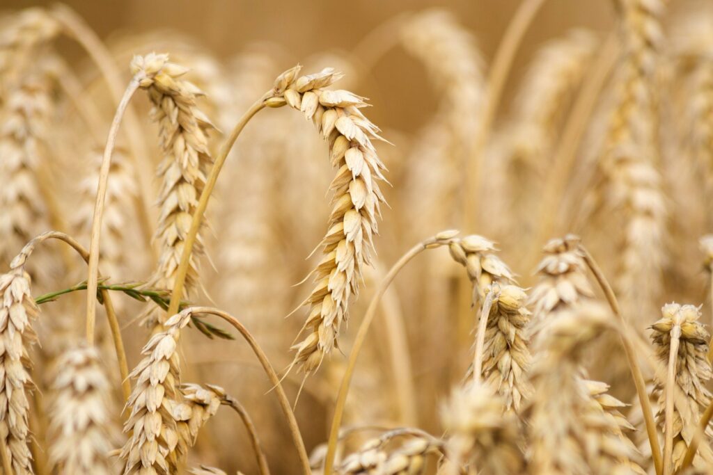 Dans un marché en mouvance, quels sont les prérequis pour réussir en agriculture biologique ?