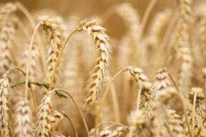 Agriculture biologique