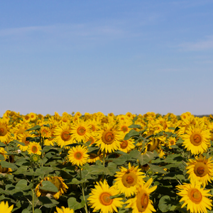 Ukraine impact économie agricole
