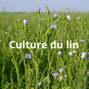 Culture du lin