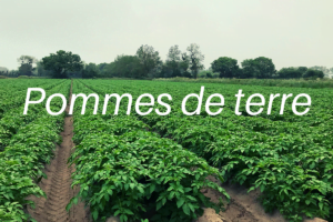 Marché pommes de terre