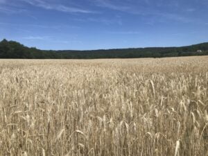 Bilan récolte céréales et grandes culutres