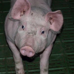 Production porcine France