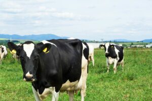 Prix du lait
