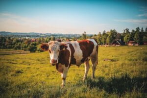 Veille économique : prix du lait hiver 2023