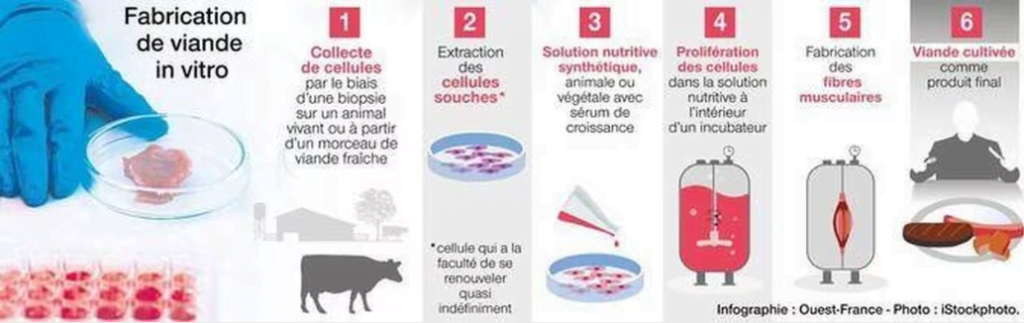 Fabrication de viande in vitro, infographe Ouest-France