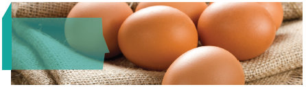 La filière oeufs de consommation en agriculture biologique