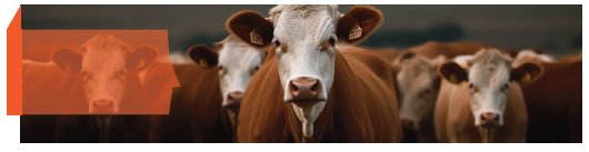 La filière viande bovine en agriculture biologique