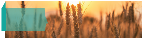 La filière grandes cultures en agriculture biologique
