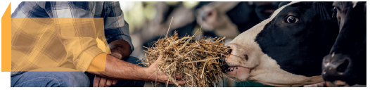 La filière laitière en agriculture biologique