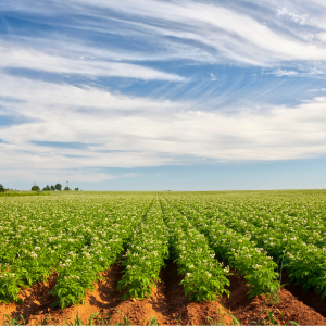 Pommes de terre : les restructurations sont en cours