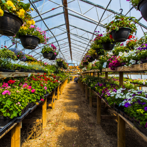 Découvrez notre veille économique présentant l'état des lieux 2023 et les enjeux de la filière horticulture et pépinières.