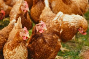 flock of hens on green field