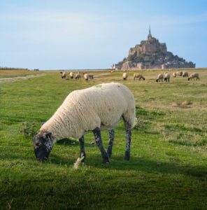 grazing sheep near mont saint michel in spring