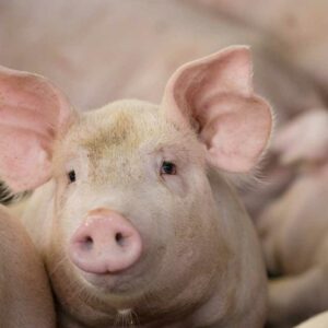 Observatoire économique porc résultats 2024