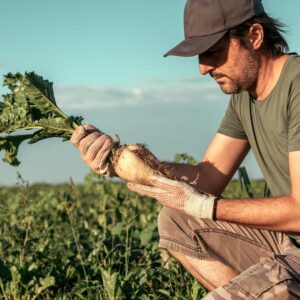 veille économique betterave à sucre | Juillet 2025