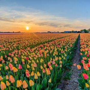 Veille économique Horticulture et pépinières | Juin 2026