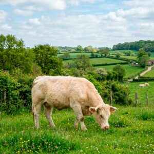 Observatoire viande bovine résultats 2026
